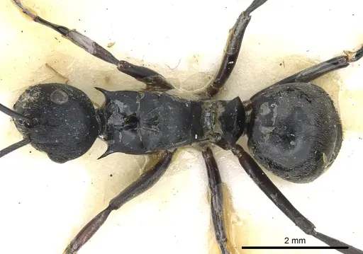 Polyrhachis hosei specimen CASENT0903429 image casent0903429_1