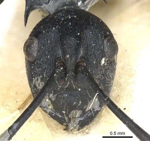 Polyrhachis hosei specimen CASENT0903429 image casent0903429_2