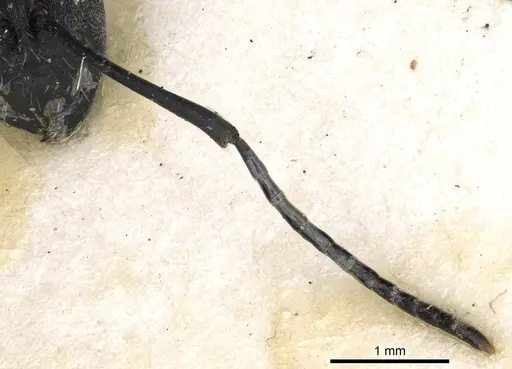Polyrhachis hosei specimen CASENT0903429 image casent0903429_3