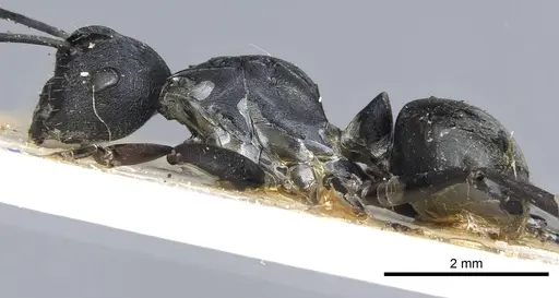 Polyrhachis hosei specimen CASENT0903429 image casent0903429_4