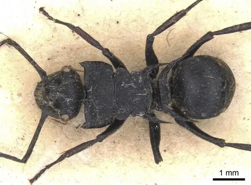 Polyrhachis hostilis specimen CASENT0901803 image casent0901803_1