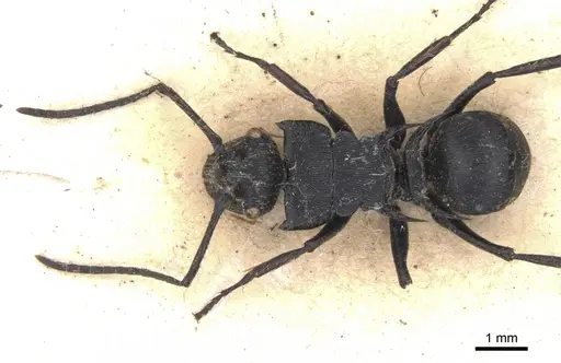 Polyrhachis hostilis specimen CASENT0901803 image casent0901803_2