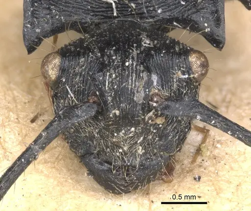 Polyrhachis hostilis specimen CASENT0901803 image casent0901803_3
