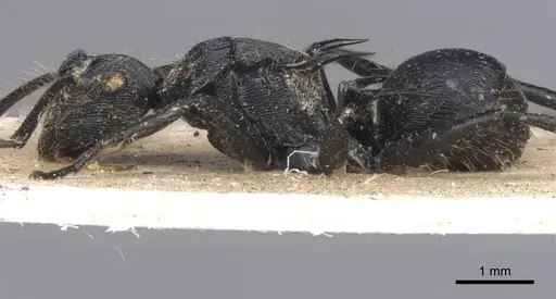 Polyrhachis hostilis specimen CASENT0901803 image casent0901803_4