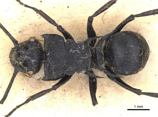 Polyrhachis hostilis specimen CASENT0901803 image casent0901803_5