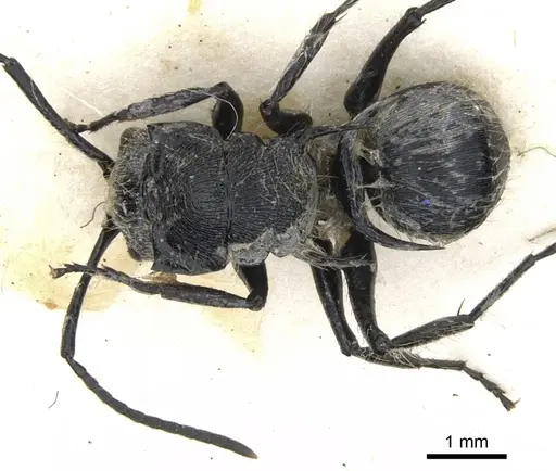 Polyrhachis hostilis specimen CASENT0903342 image casent0903342_1