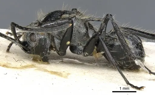 Polyrhachis hostilis specimen CASENT0903342 image casent0903342_3