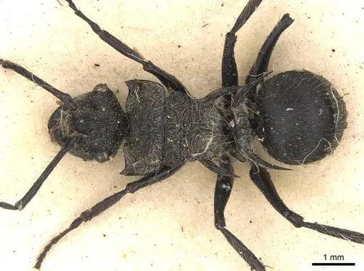 Polyrhachis hostilis specimen CASENT0906843 image casent0906843_1