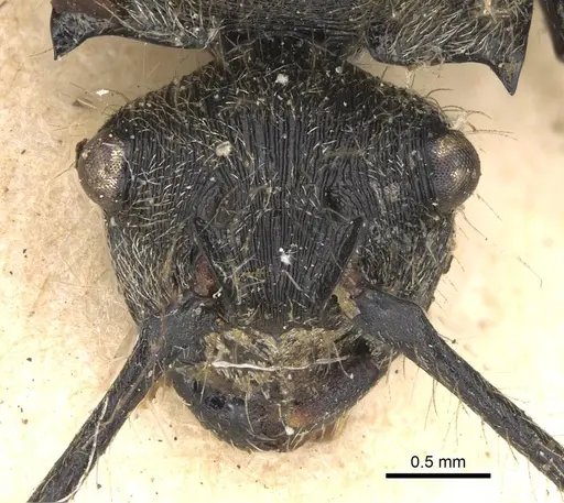 Polyrhachis hostilis specimen CASENT0906843 image casent0906843_2