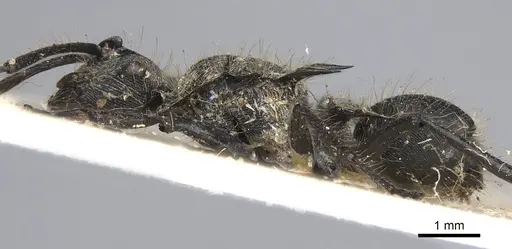 Polyrhachis hostilis specimen CASENT0906843 image casent0906843_3