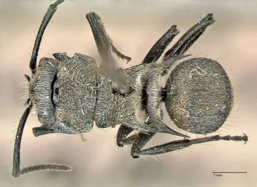 Polyrhachis hostilis specimen FOCOL2598 image focol2598_1