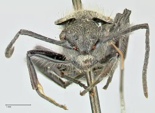 Polyrhachis hostilis specimen FOCOL2598 image focol2598_2