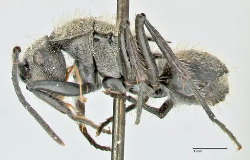 Polyrhachis hostilis specimen FOCOL2598 image focol2598_3