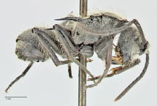 Polyrhachis hostilis specimen FOCOL2598 image focol2598_4
