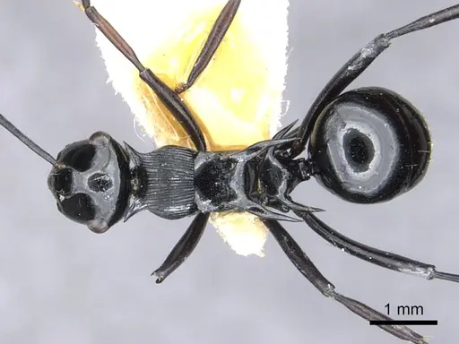 Polyrhachis hungi specimen CASENT0903339 image casent0903339_1