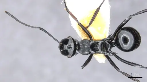 Polyrhachis hungi specimen CASENT0903339 image casent0903339_2