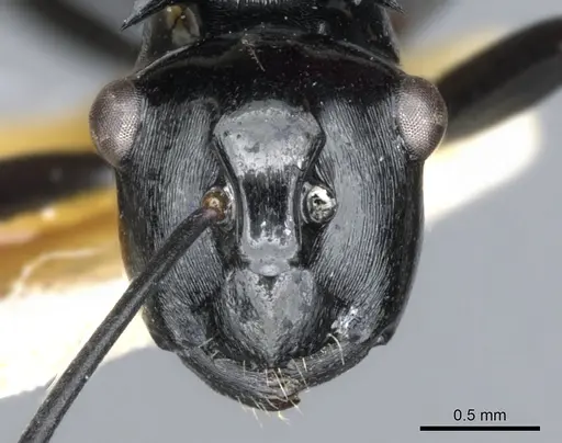 Polyrhachis hungi specimen CASENT0903339 image casent0903339_3