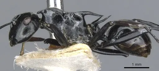 Polyrhachis hungi specimen CASENT0903339 image casent0903339_4