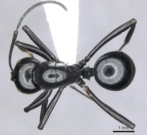 Polyrhachis hybosa specimen CASENT0903396 image casent0903396_1