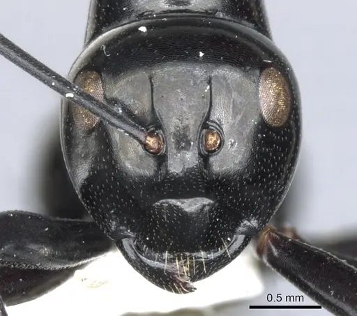 Polyrhachis hybosa specimen CASENT0903396 image casent0903396_2
