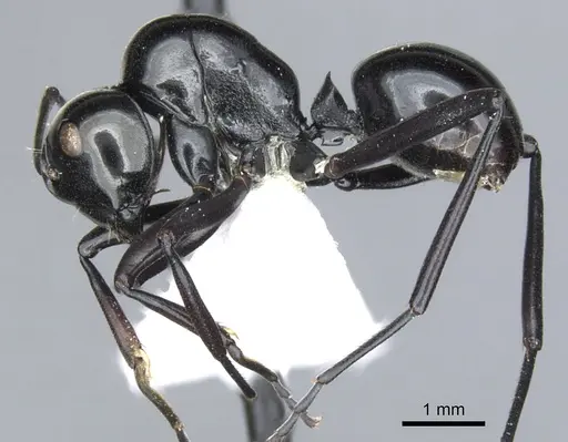 Polyrhachis hybosa specimen CASENT0903396 image casent0903396_3