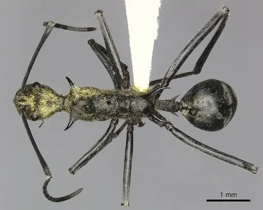 Polyrhachis ignota specimen CASENT0249117 image casent0249117_1