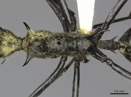 Polyrhachis ignota specimen CASENT0249117 image casent0249117_2