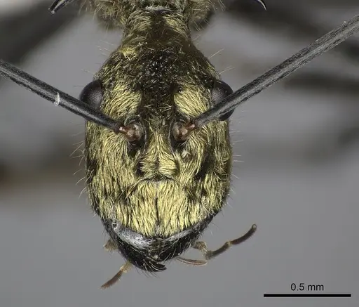 Polyrhachis ignota specimen CASENT0249117 image casent0249117_3