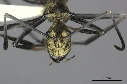 Polyrhachis ignota specimen CASENT0249117 image casent0249117_4