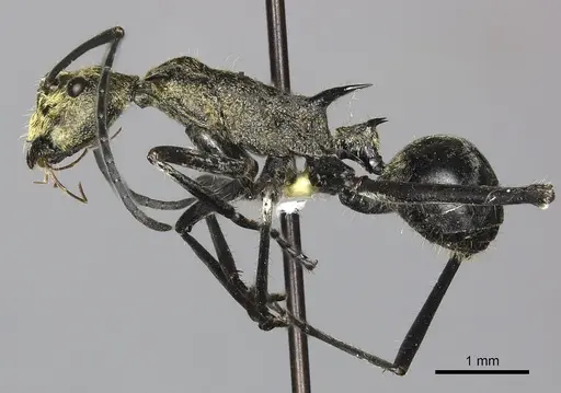 Polyrhachis ignota specimen CASENT0249117 image casent0249117_5