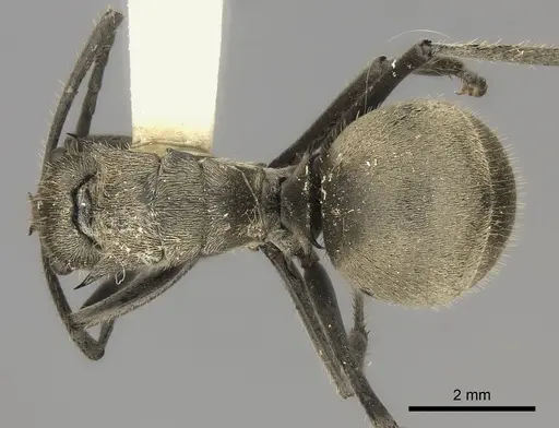Polyrhachis illaudata specimen CASENT0217775 image casent0217775_1