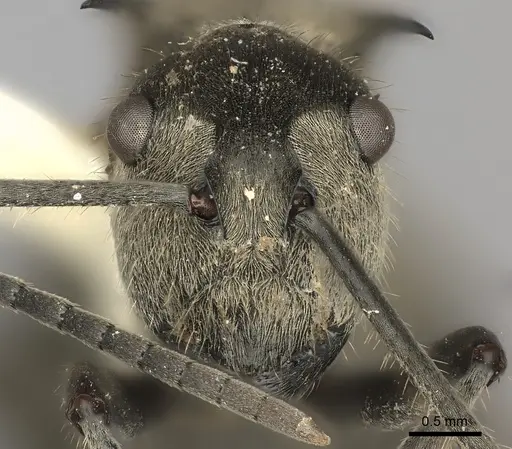 Polyrhachis illaudata specimen CASENT0217775 image casent0217775_2