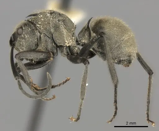 Polyrhachis illaudata specimen CASENT0217775 image casent0217775_3
