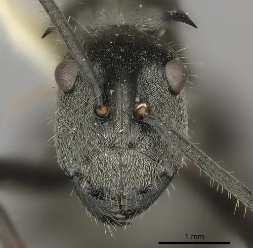 Polyrhachis illaudata specimen CASENT0217776 image casent0217776_1