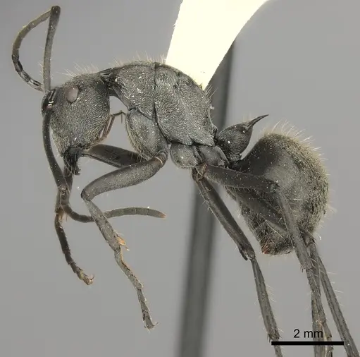Polyrhachis illaudata specimen CASENT0217776 image casent0217776_2