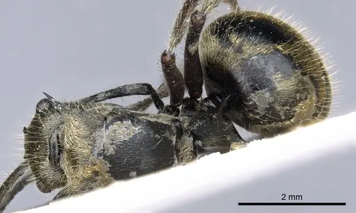 Polyrhachis illaudata specimen CASENT0903443 image casent0903443_1