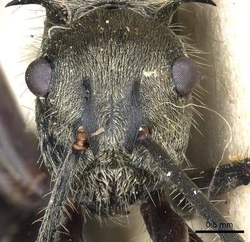 Polyrhachis illaudata specimen CASENT0903443 image casent0903443_2