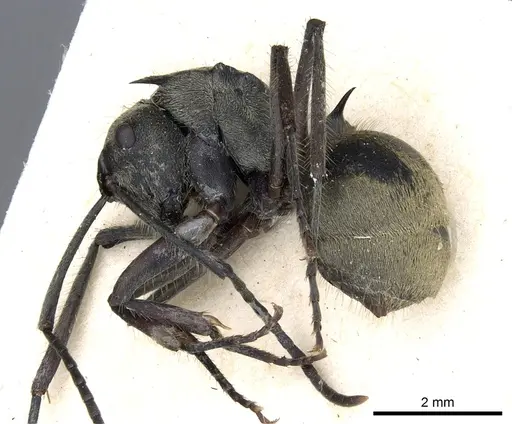 Polyrhachis illaudata specimen CASENT0903443 image casent0903443_3