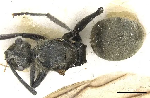 Polyrhachis illaudata specimen CASENT0903444 image casent0903444_1