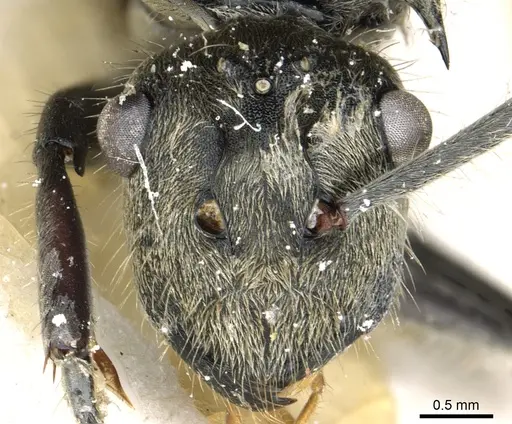 Polyrhachis illaudata specimen CASENT0903444 image casent0903444_2