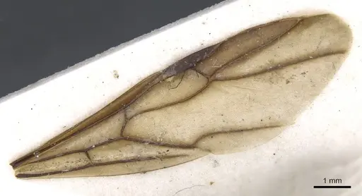 Polyrhachis illaudata specimen CASENT0903444 image casent0903444_4