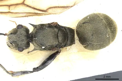 Polyrhachis illaudata specimen CASENT0903445 image casent0903445_1