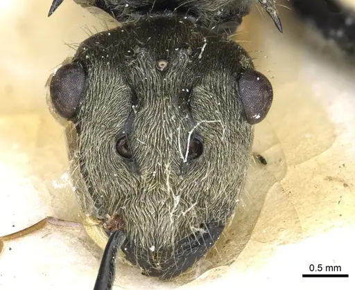 Polyrhachis illaudata specimen CASENT0903445 image casent0903445_2