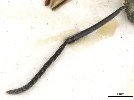 Polyrhachis illaudata specimen CASENT0903445 image casent0903445_3