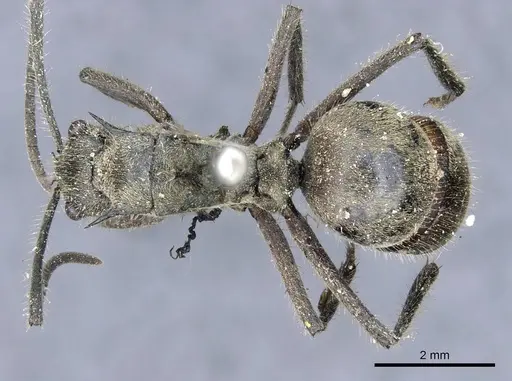 Polyrhachis illaudata specimen CASENT0905613 image casent0905613_1