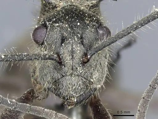 Polyrhachis illaudata specimen CASENT0905613 image casent0905613_2