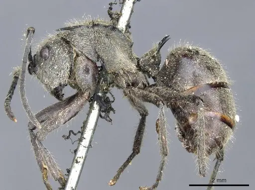 Polyrhachis illaudata specimen CASENT0905613 image casent0905613_3