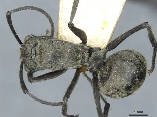 Polyrhachis illaudata specimen CASENT0910921 image casent0910921_1