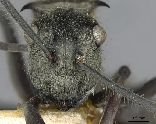 Polyrhachis illaudata specimen CASENT0910921 image casent0910921_2