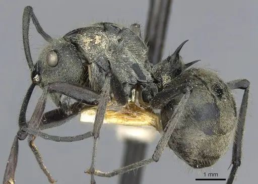 Polyrhachis illaudata specimen CASENT0910921 image casent0910921_3